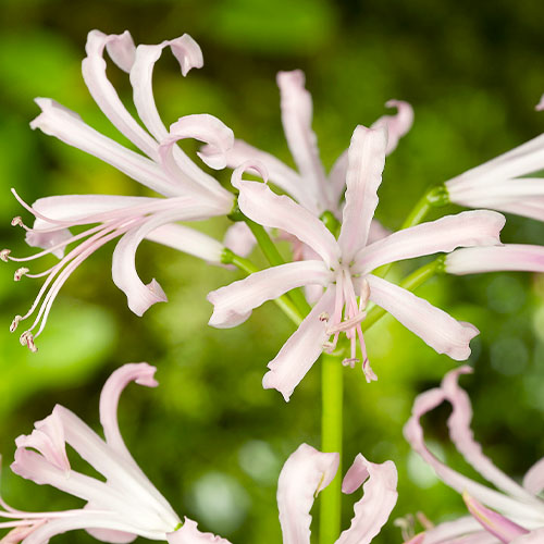 Nerine Albivetta - for Sale Nerine Albivetta