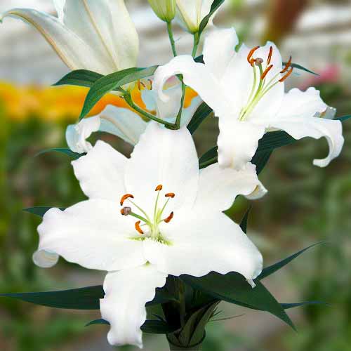 Lily Nova Zembla - for Sale Lily Nova Zembla