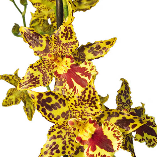 Oncidium (Orchid) Hansueli Isler