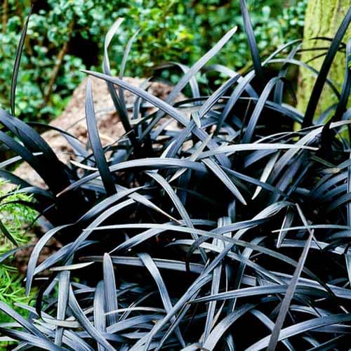 Ophiopogon planiscapus Niger - for Sale Ophiopogon planiscapus Niger
