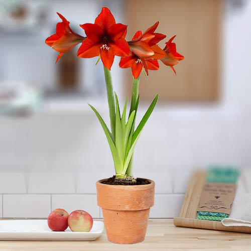 Amaryllis (Hippeastrum) Orangina - for Sale Amaryllis (Hippeastrum) Orangina