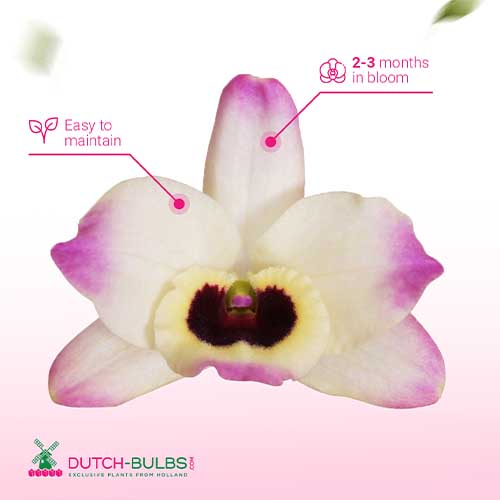 Dendrobium Orchid Sunny Eye (2 spikes) - for Sale Dendrobium Orchid Sunny Eye (2 spikes)