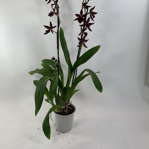 Colmonara (Orchidee) Billy Bob - for Sale Colmonara (Orchidee) Billy Bob