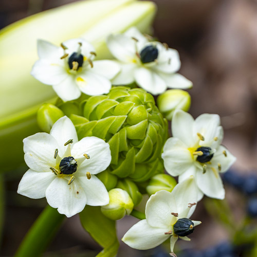 Ornithogalum arabicum - for Sale Ornithogalum arabicum