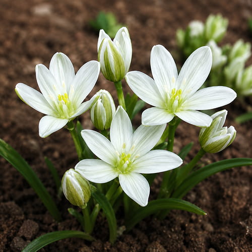 Ornithogalum Balansae - for Sale Ornithogalum Balansae
