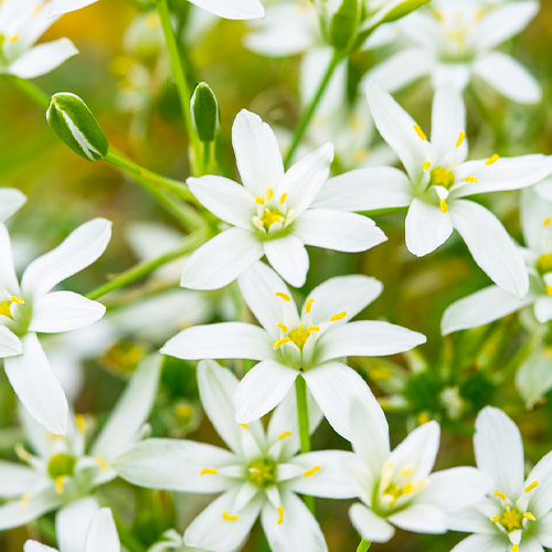 Ornithogalum oligophyllum - for Sale Ornithogalum oligophyllum