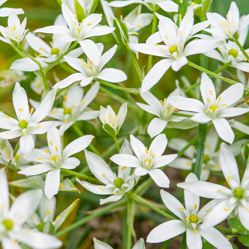 Ornithogalum oligophyllum - for Sale Ornithogalum oligophyllum