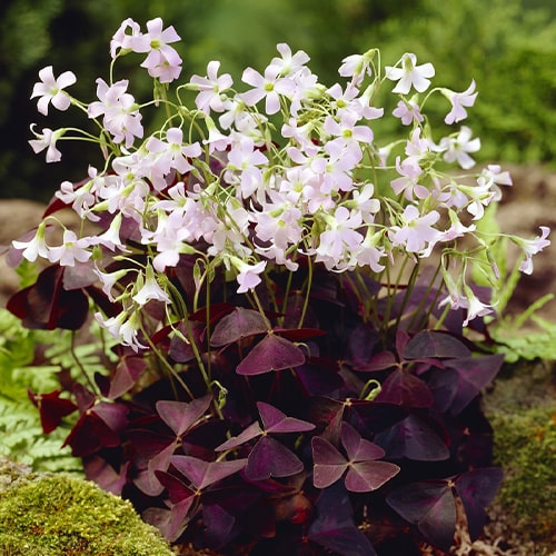 Oxalis Triangularis - for Sale Oxalis Triangularis