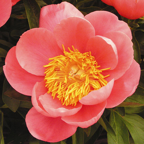 Peony Coral Sunset (Herbaceous)