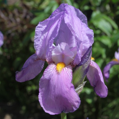 Iris Germanica (Bearded Iris) Pallida