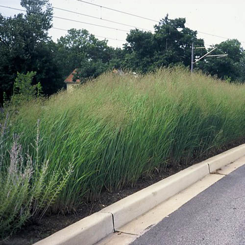 Panicum (virgatum) Heavy Metal - for Sale Panicum (virgatum) Heavy Metal