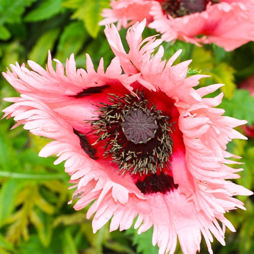 Papaver (orientale) Fornsett Summer - for Sale Papaver (orientale) Fornsett Summer
