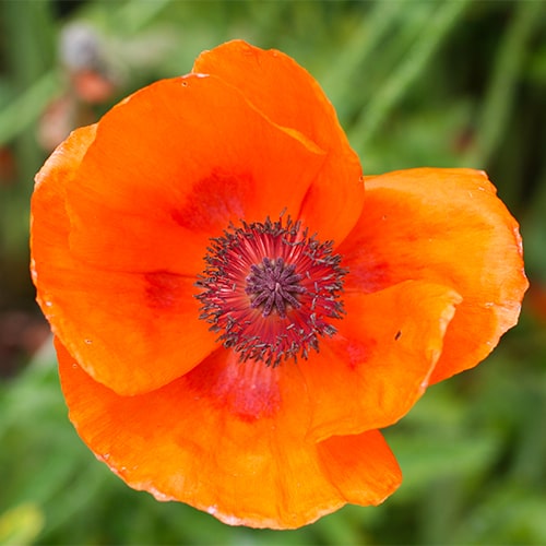 Papaver (orientale) Harvest Moon - for Sale Papaver (orientale) Harvest Moon