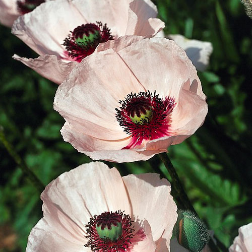Papaver (orientalisch) Karine - for Sale Papaver (orientalisch) Karine