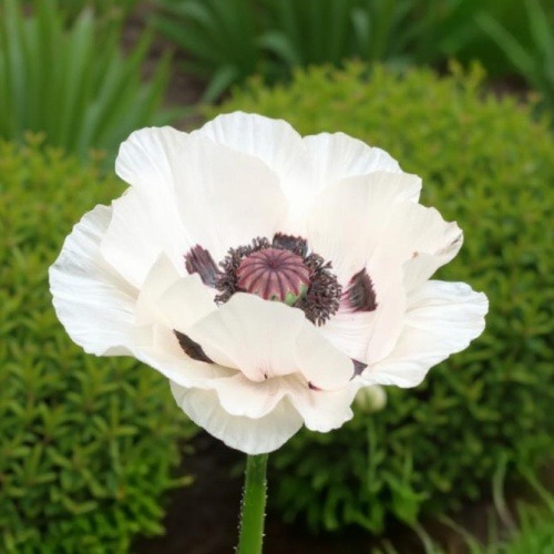 Papaver Royal Wedding - for Sale Papaver Royal Wedding