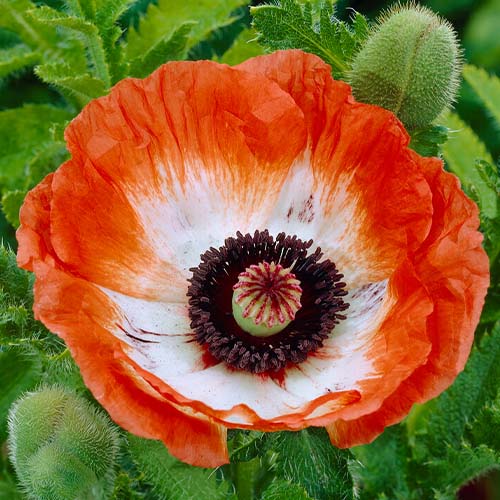 Papaver (orientale) Carnival - for Sale Papaver (orientale) Carnival