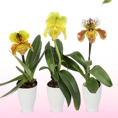 Paphiopedilum Orchid Collection (1 spike) - for Sale Paphiopedilum Orchid Collection (1 spike)