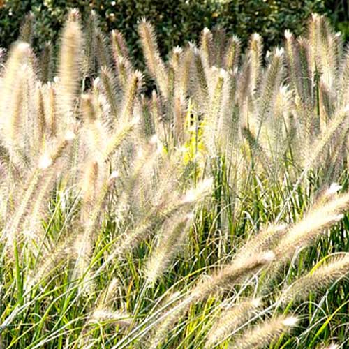 Pennisetum (alopecuroides) Hameln - for Sale Pennisetum (alopecuroides) Hameln