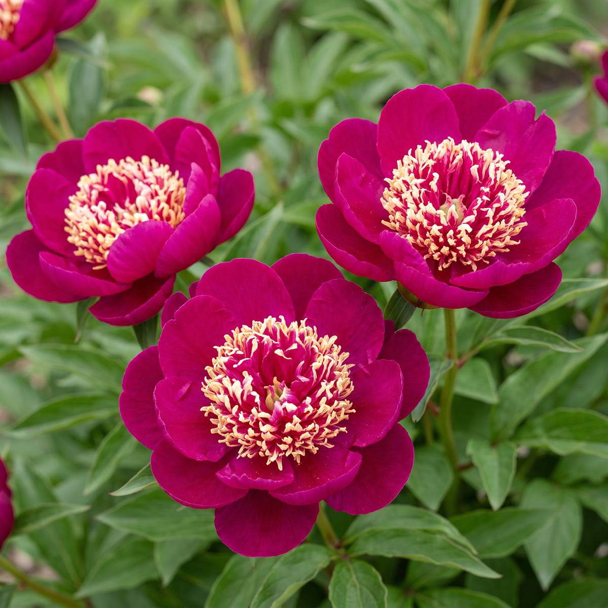 Peony Ada Niva (Herbaceous) - for Sale Peony Ada Niva (Herbaceous)