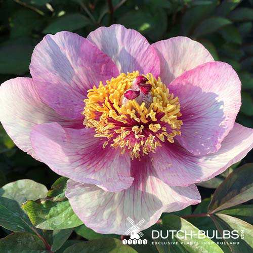 Peony Anika - for Sale Peony Anika