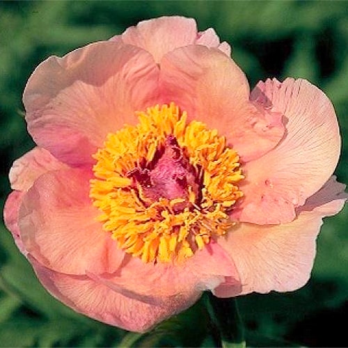 Peony Apricot Whisper (Herbaceous) - for Sale Peony Apricot Whisper (Herbaceous)