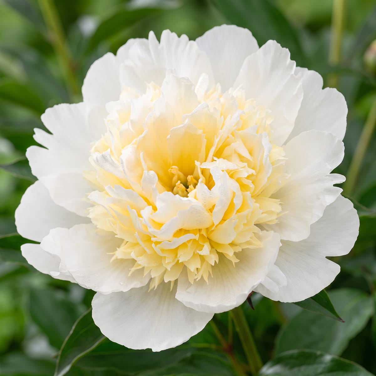 Peony Bridal Grace (Herbaceous) - for Sale Peony Bridal Grace (Herbaceous)