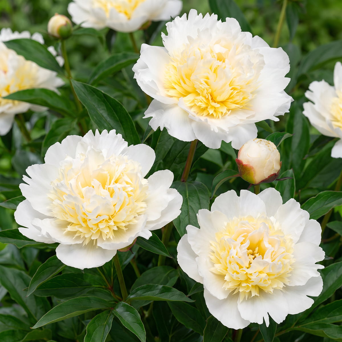 Peony Bridal Grace (Herbaceous) - for Sale Peony Bridal Grace (Herbaceous)