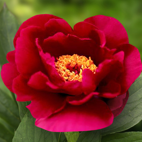 Peony Burnished Bronze (Herbaceus) - for Sale Peony Burnished Bronze (Herbaceus)