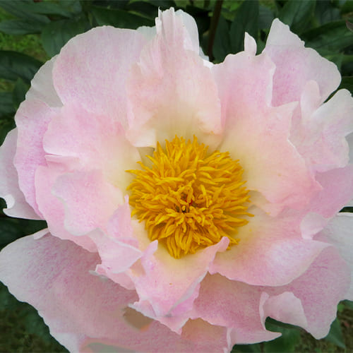 Peony Chiffon Clouds (Herbaceous) - for Sale Peony Chiffon Clouds (Herbaceous)