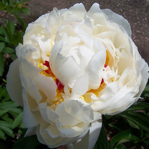 Peony Chinook (Double) - for Sale Peony Chinook (Double)