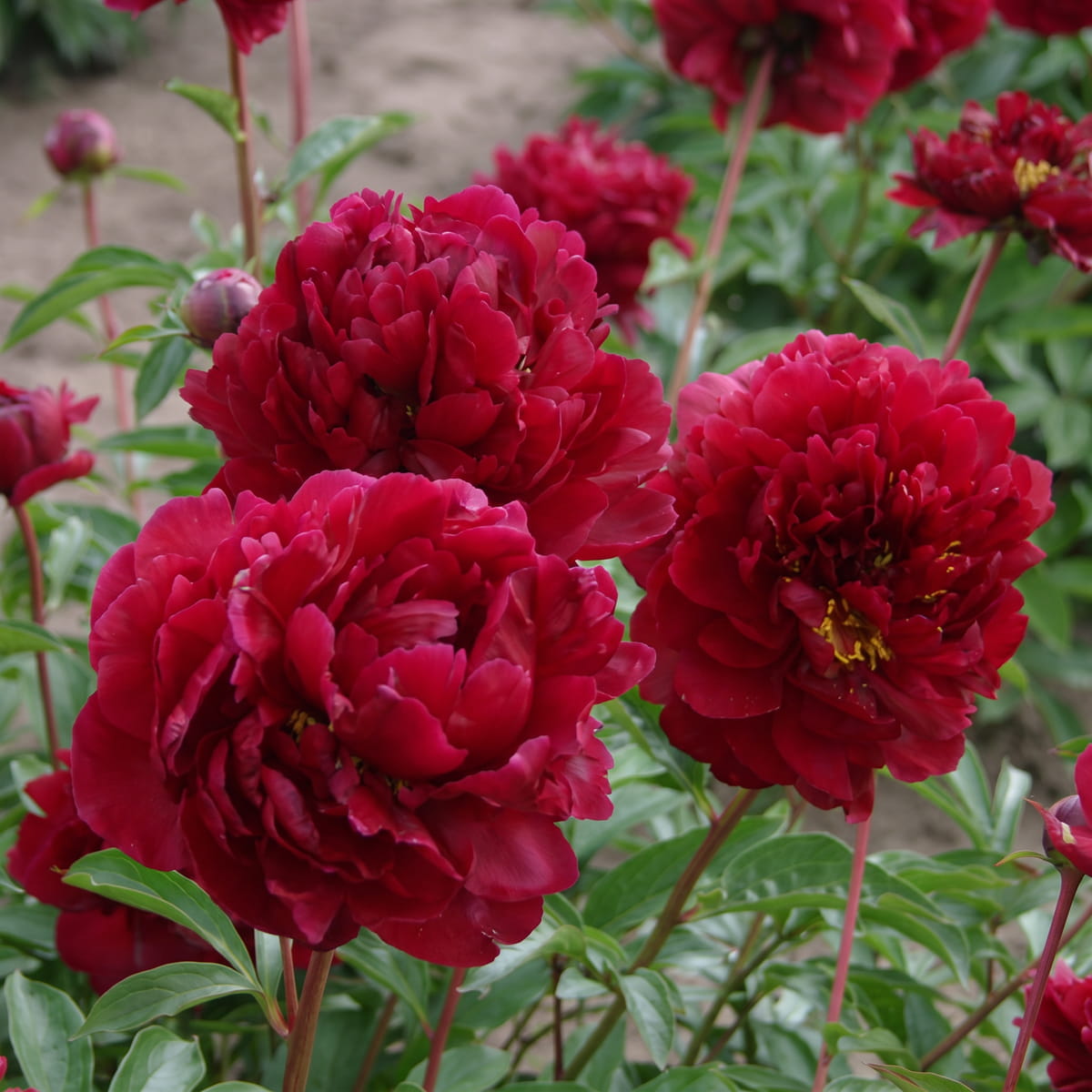 Peony Chippewa (Herbaceous) - for Sale Peony Chippewa (Herbaceous)