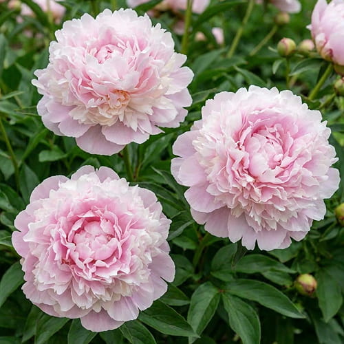 Peony Cornelia Shaylor (Herbaceous) - for Sale Peony Cornelia Shaylor (Herbaceous)