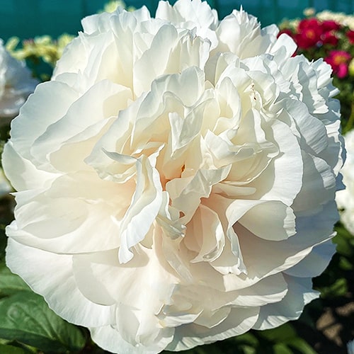 Peony Crystal Beauty (Herbaceous) - for Sale Peony Crystal Beauty (Herbaceous)