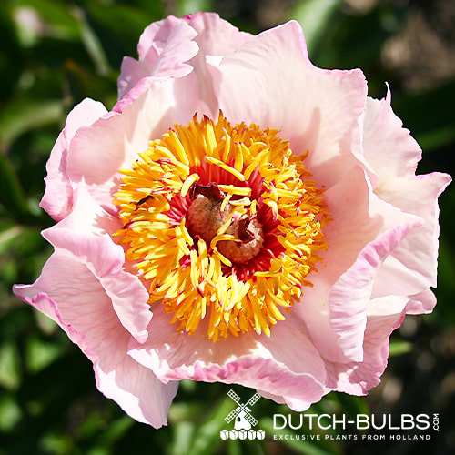 Peony Dearest (Herbaceous) - for Sale Peony Dearest (Herbaceous)