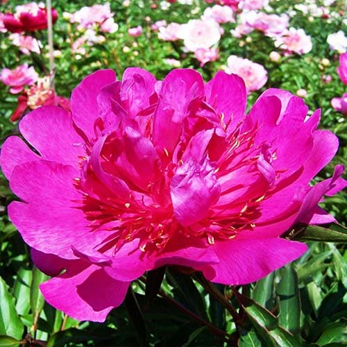 Peony Lavender (Herbaceous)
