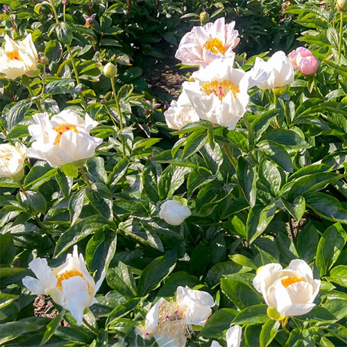Peony Eivind 03 (Herbaceous) - for Sale Peony Eivind 03 (Herbaceous)