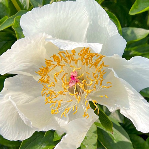 Peony Eivind 03 (Herbaceous) - for Sale Peony Eivind 03 (Herbaceous)