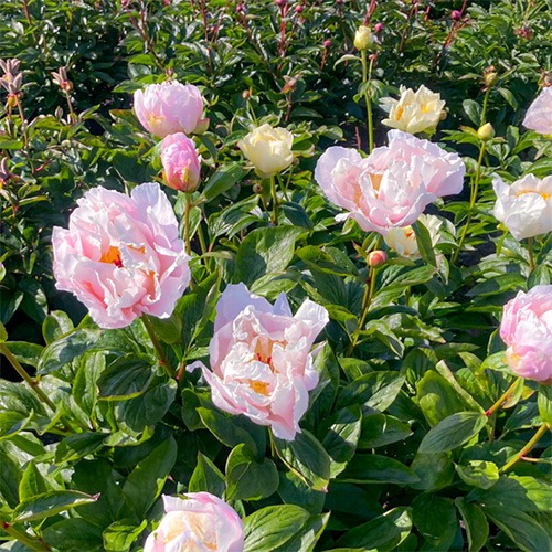 Peony Eivind 07 (Herbaceous) - for Sale Peony Eivind 07 (Herbaceous)