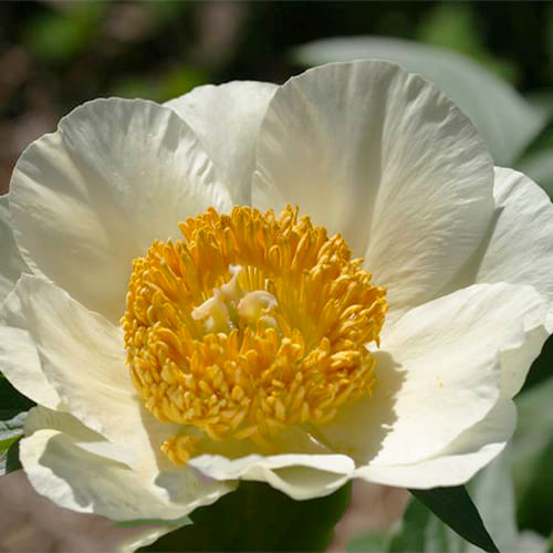 Peony Erda (Herbaceous) - for Sale Peony Erda (Herbaceous)