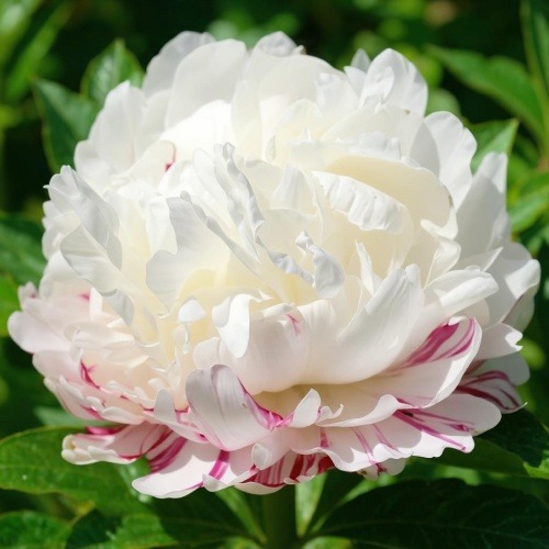 Peony Eskimo Pie (Herbaceous) - for Sale Peony Eskimo Pie (Herbaceous)