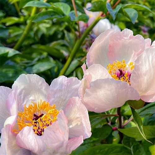 Peony Fan Tan (Herbaceous) - for Sale Peony Fan Tan (Herbaceous)
