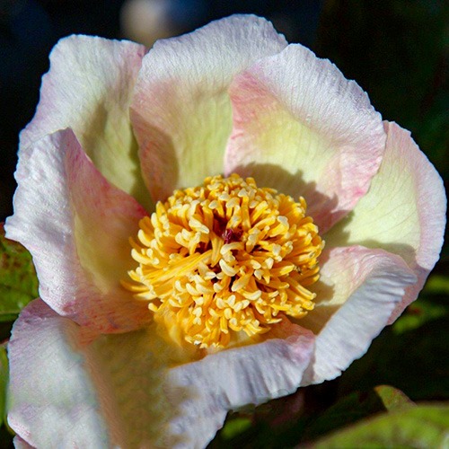 Peony Fan Tan (Herbaceous) - for Sale Peony Fan Tan (Herbaceous)