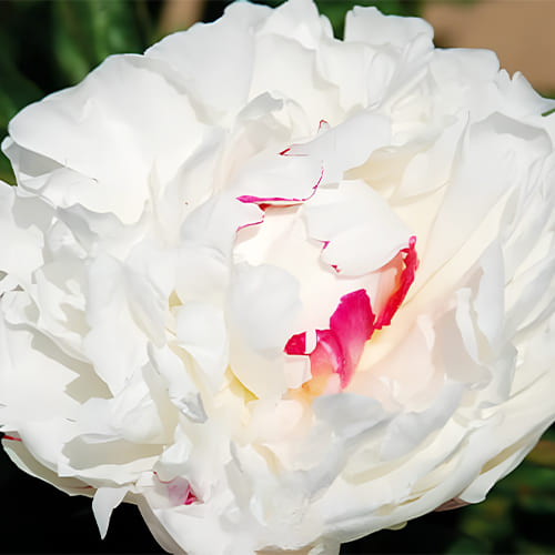 Peony Festiva Dream (Herbaceous) - for Sale Peony Festiva Dream (Herbaceous)