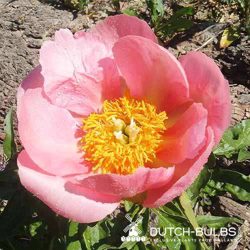 Peony Frances (Herbaceous) - for Sale Peony Frances (Herbaceous)