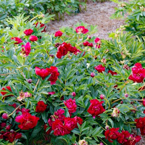 Peony German Medusa (Herbaceous) - for Sale Peony German Medusa (Herbaceous)
