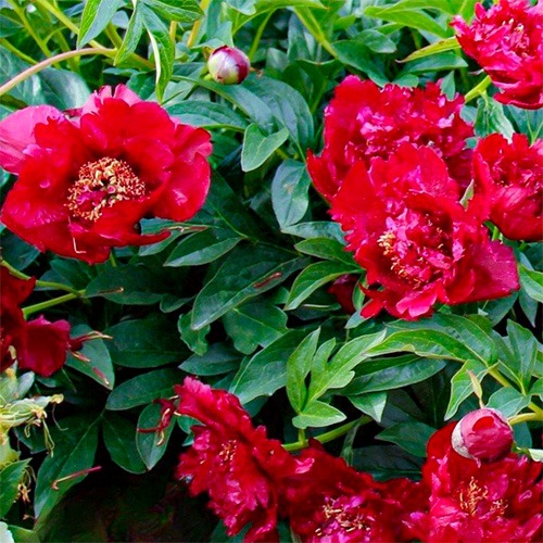 Peony German Medusa (Herbaceous) - for Sale Peony German Medusa (Herbaceous)