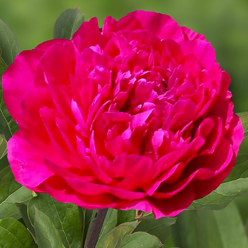 Peony Glory Hallelujah (Herbaceous) - for Sale Peony Glory Hallelujah (Herbaceous)