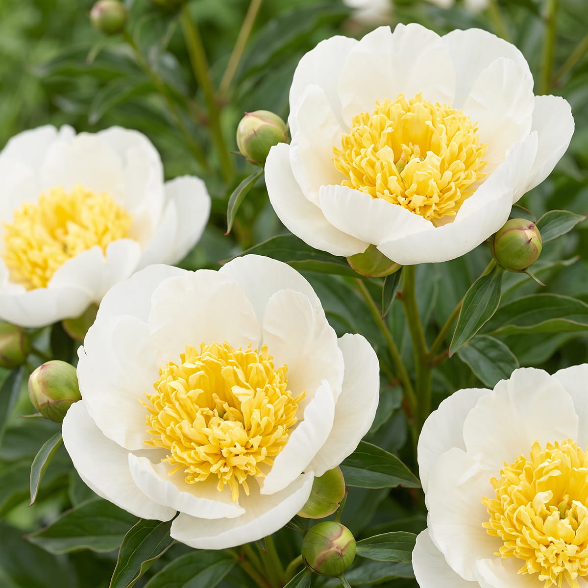 Peony Gold Standard (Herbaceous) - for Sale Peony Gold Standard (Herbaceous)