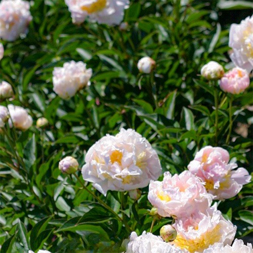 Peony Golly (Herbaceous) - for Sale Peony Golly (Herbaceous)