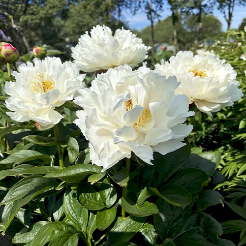 Peony Grand Massive - for Sale Peony Grand Massive